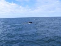 Albums/20060200-New Zealand 2006/20060318-Kaikiura/35